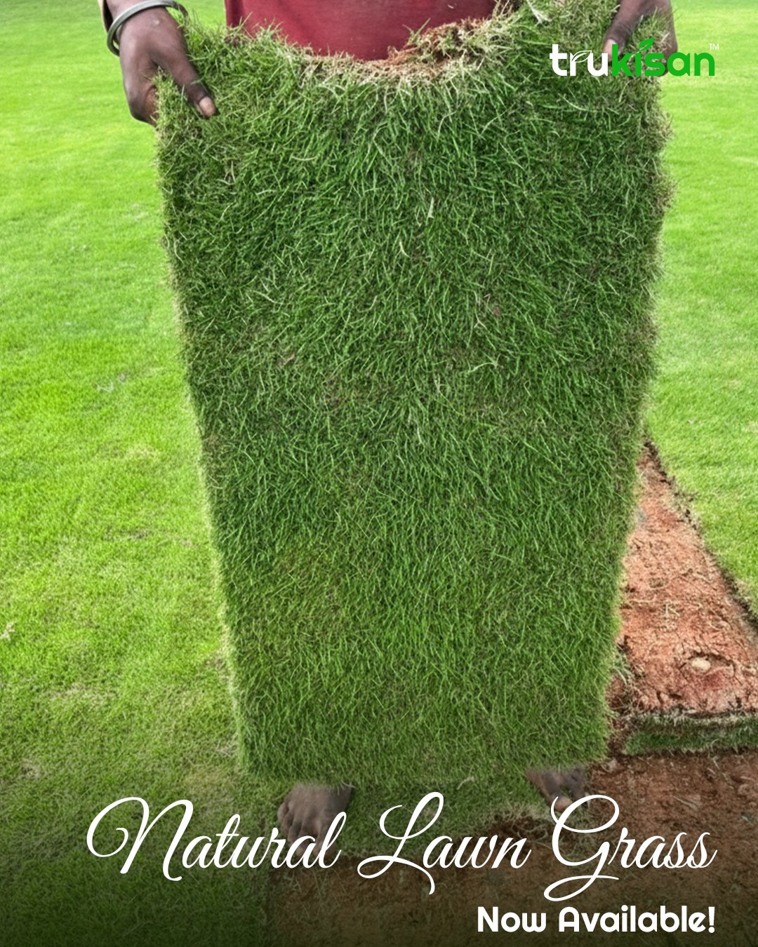 Natural Lawns