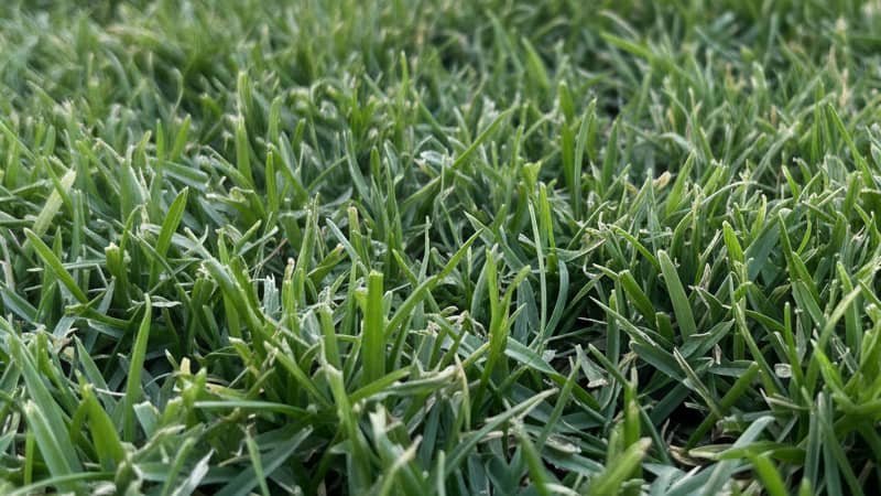 Bermuda Grass - The Performer