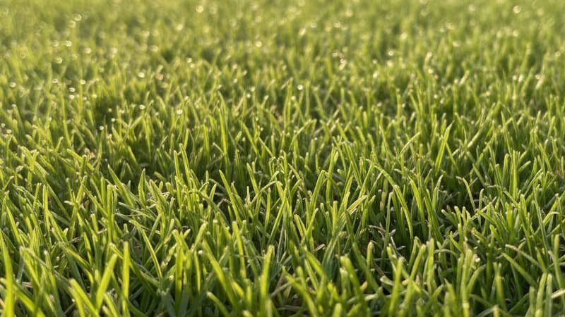 Mexican Grass - The Velvet Choice