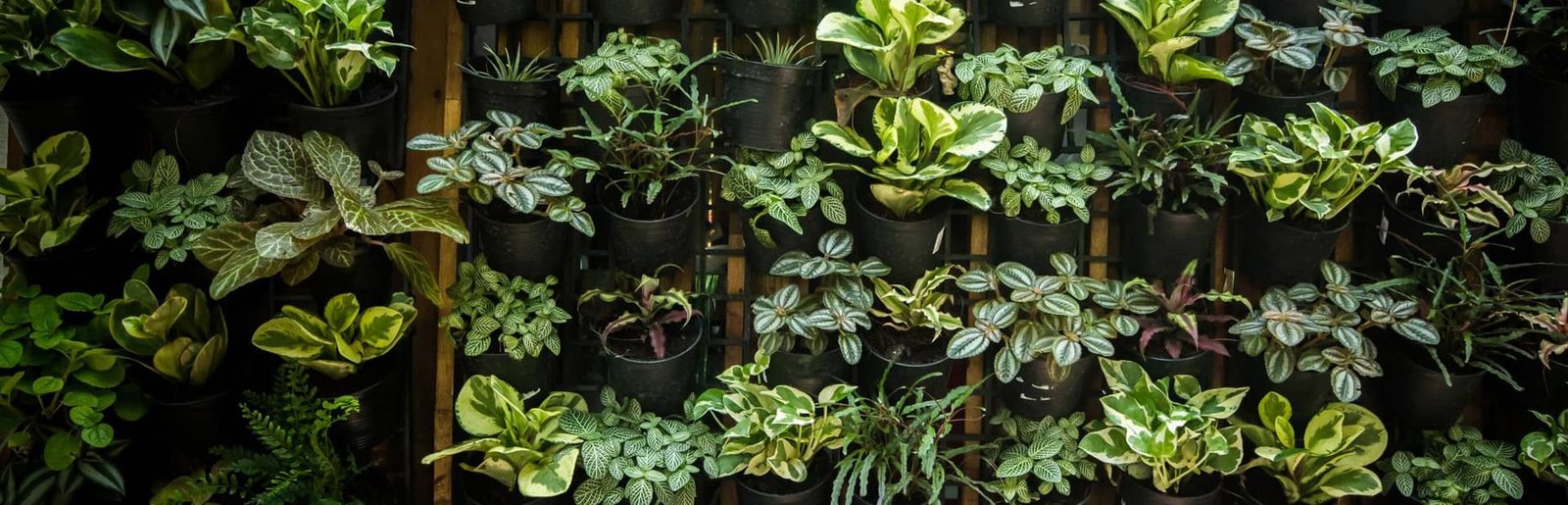 Living Vertical Wall Ecosystem
