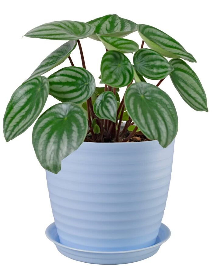 Muddy Series Rippled Indoor Pot - Image 14