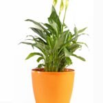 Divine Pot – 9 Inch Azure Mist Textured Planter