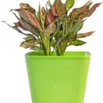 Dream Pot – 9" Textured Square Planter
