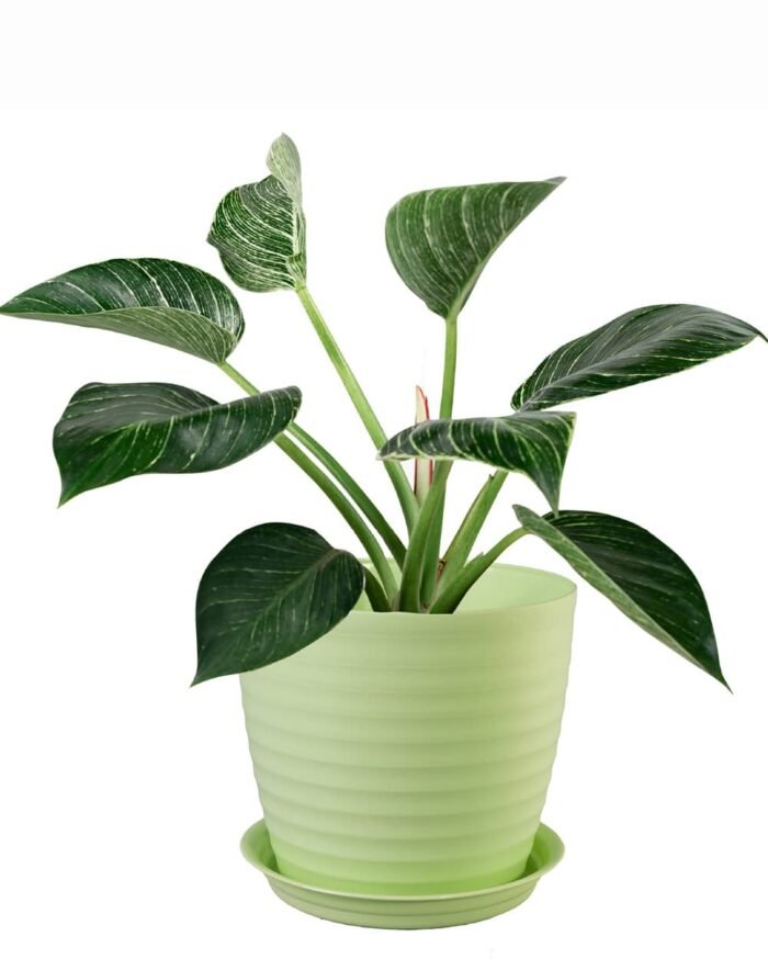Muddy Series Rippled Indoor Pot - Image 5