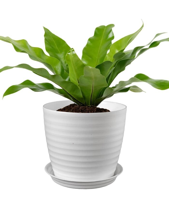 Muddy Series Rippled Indoor Pot - Image 2