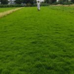 Premium Bermuda Grass for Lawn | Natural Turf Supplier in Bangalore