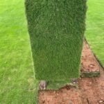 Premium Mexican Grass for Lawn | Fresh Natural Turf in Bangalore