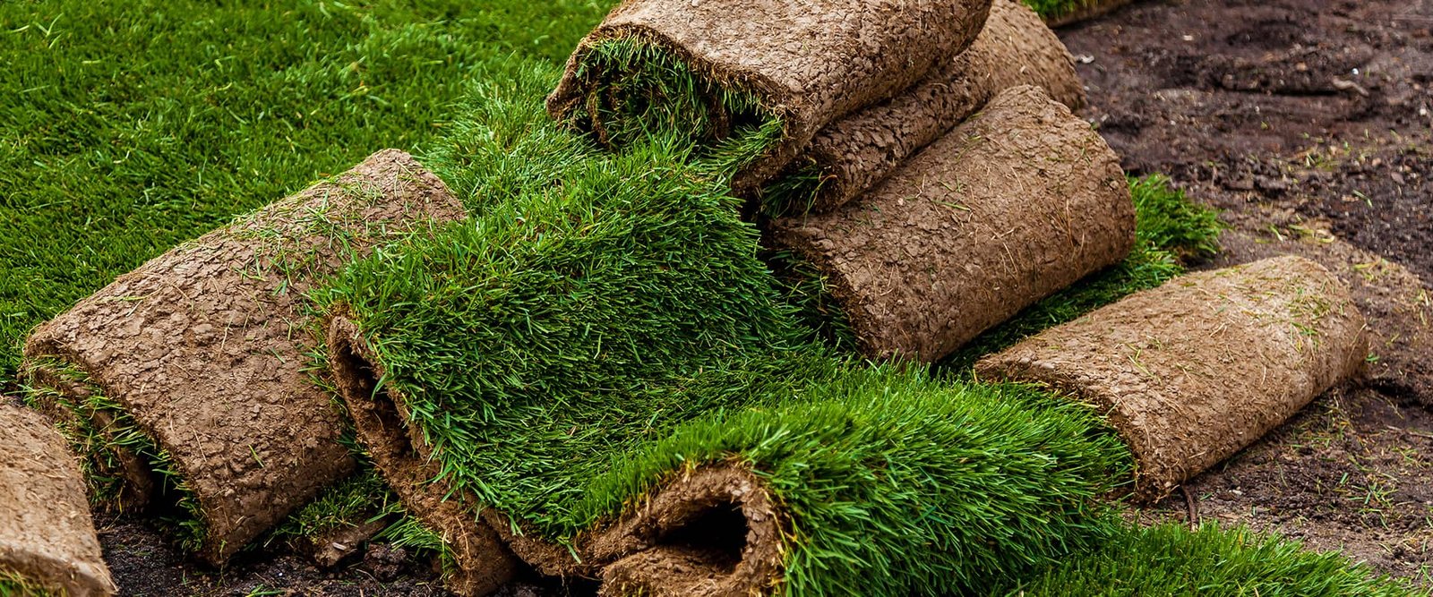 Mexican Natural Lawn Grass