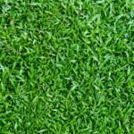 Premium Pearl Grass for Lawn | Shade-Loving Natural Grass in Bangalore